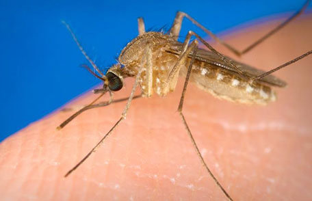 stories/WestNileVirus_456px.jpg