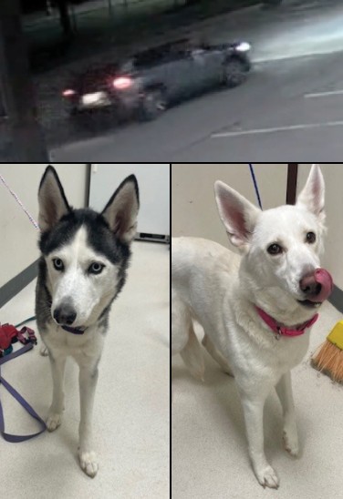 stories/abandoned-dogs-suspect-vehicle.jpg