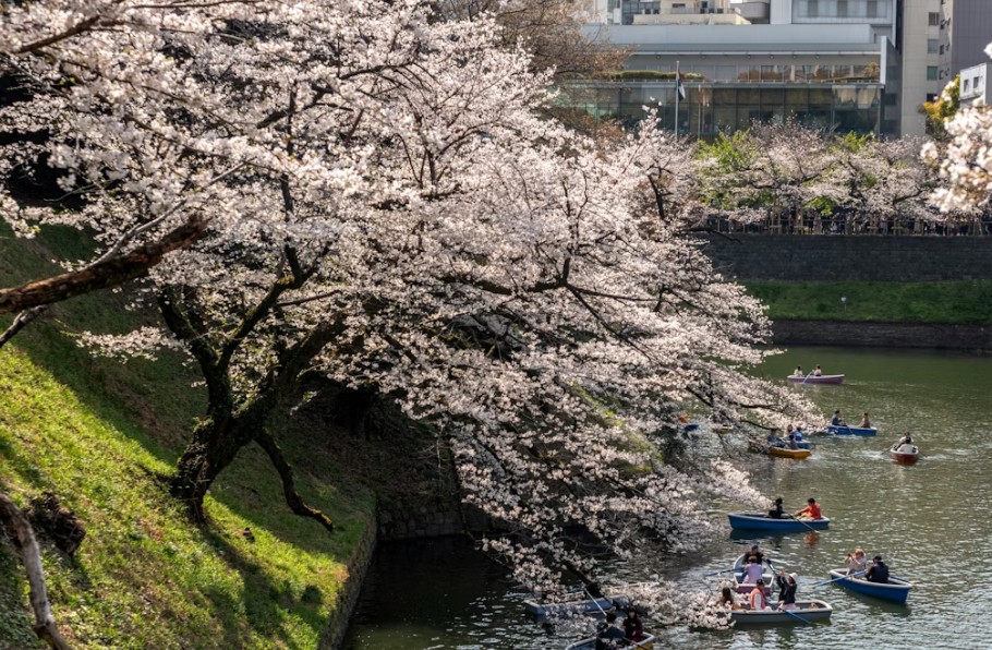 stories/cherry-blossoms-tokyo_1765471143.jpg