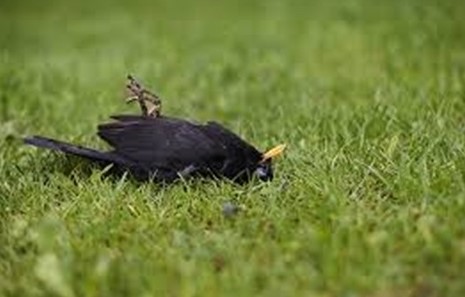 stories/dead-bird.jpg