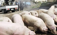 stories/irving-swine-flu.jpg