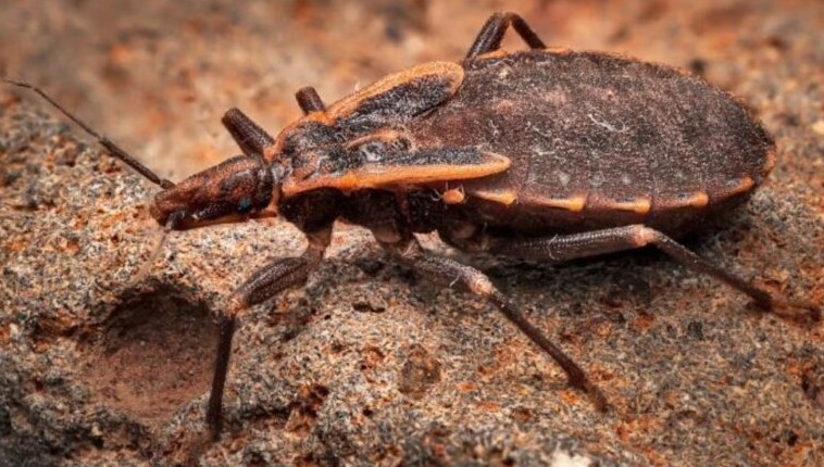 stories/kissing-bug_1757525035.jpg