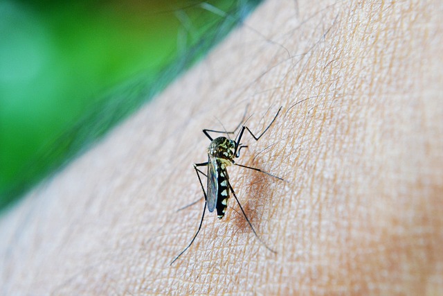 stories/mosquito-213805_640.jpg