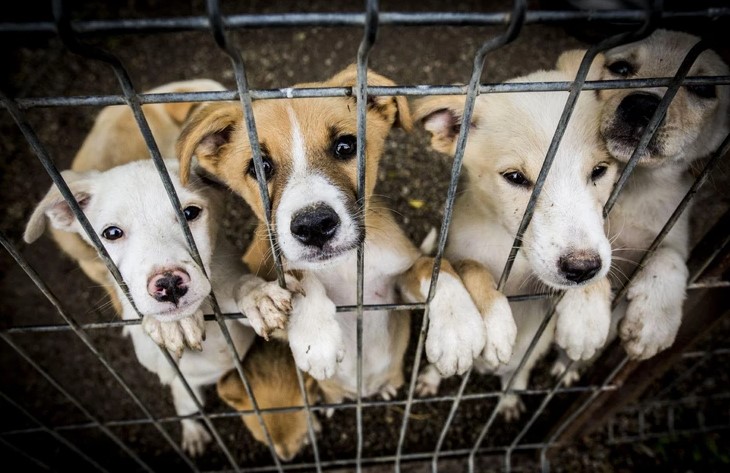 stories/puppy-mills-cages.jpg
