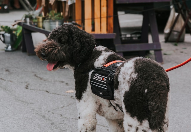 stories/service-dog.jpg