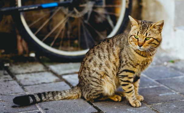 stories/street-cat.jpg