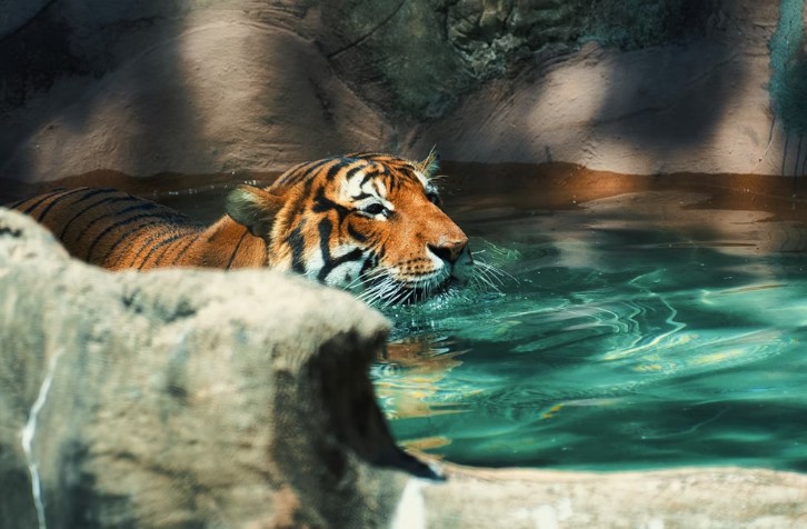 stories/tiger-in-water_1765471722.jpg