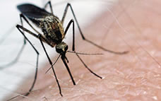 stories/westnile.jpg